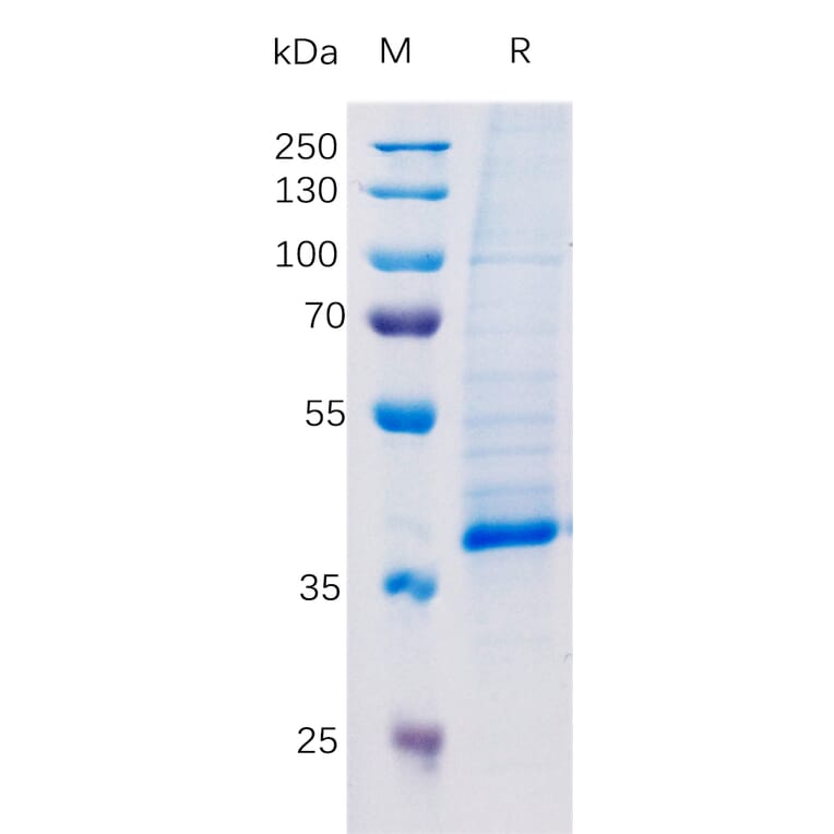 SDS-PAGE - Recombinant Human TGF beta 1 Protein (Fc Tag) (A318348) - Antibodies.com