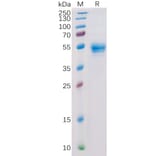 SDS-PAGE - Recombinant Human CD160 Protein (Fc Tag) (A318357) - Antibodies.com