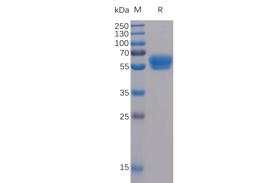 SDS-PAGE - Recombinant Human 4-1BBL Protein (Fc Tag & 6×His Tag) (A318358) - Antibodies.com