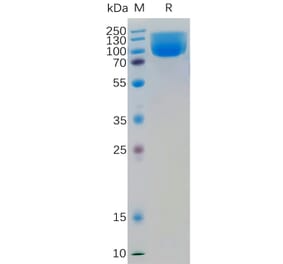 SDS-PAGE - Recombinant Human B7H4 Protein (Fc Tag) (A318359) - Antibodies.com