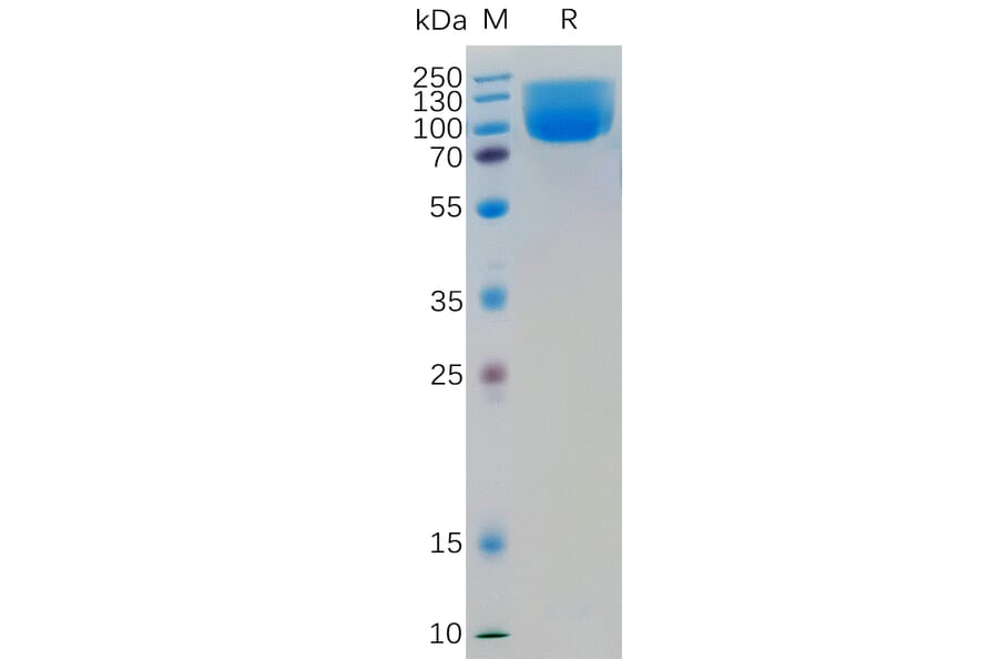 SDS-PAGE - Recombinant Human B7H4 Protein (Fc Tag) (A318359) - Antibodies.com