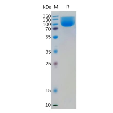 SDS-PAGE - Recombinant Human B7H4 Protein (Fc Tag) (A318359) - Antibodies.com