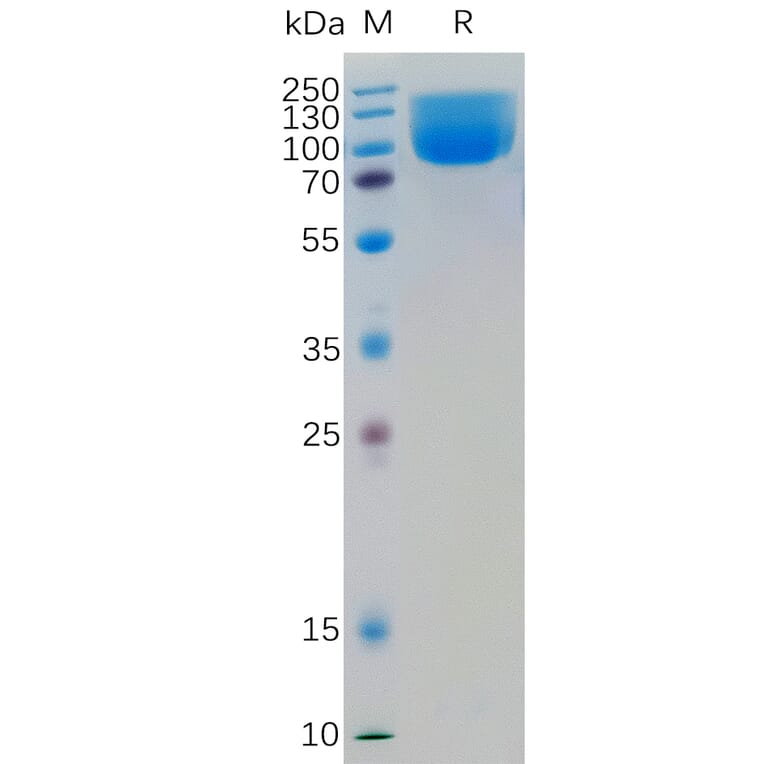 SDS-PAGE - Recombinant Human B7H4 Protein (Fc Tag) (A318359) - Antibodies.com