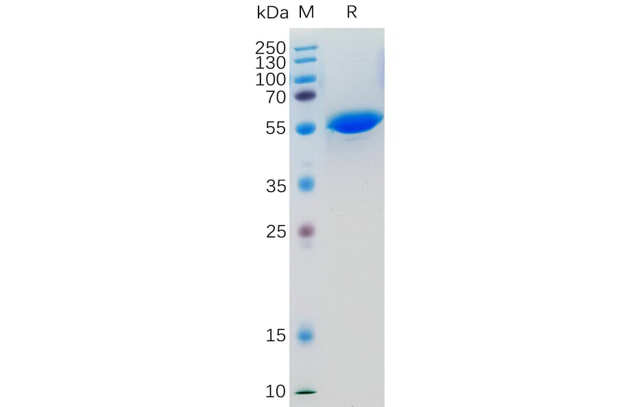 SDS-PAGE - Recombinant Human LIGHT/TNFSF14 Protein (Fc Tag) (A318361) - Antibodies.com
