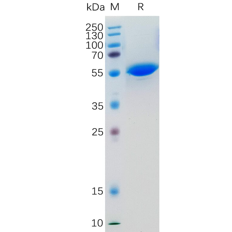 SDS-PAGE - Recombinant Human LIGHT/TNFSF14 Protein (Fc Tag) (A318361) - Antibodies.com