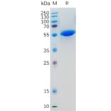 SDS-PAGE - Recombinant Human LIGHT/TNFSF14 Protein (Fc Tag) (A318361) - Antibodies.com