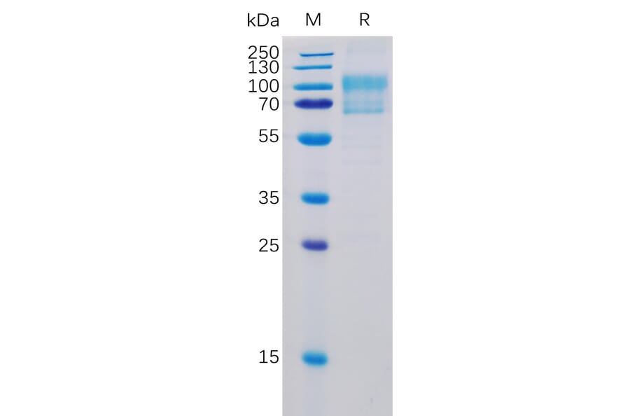 SDS-PAGE - Recombinant Human CD80 Protein (Fc Chimera 6xHis Tag) (A318363) - Antibodies.com