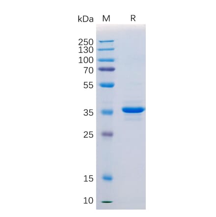 SDS-PAGE - Recombinant Human CD20 Protein (Fc Tag) (A318364) - Antibodies.com