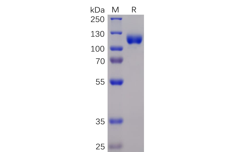 SDS-PAGE - Recombinant Human Eph Receptor A3 Protein (Fc Chimera 6xHis Tag) (A318365) - Antibodies.com