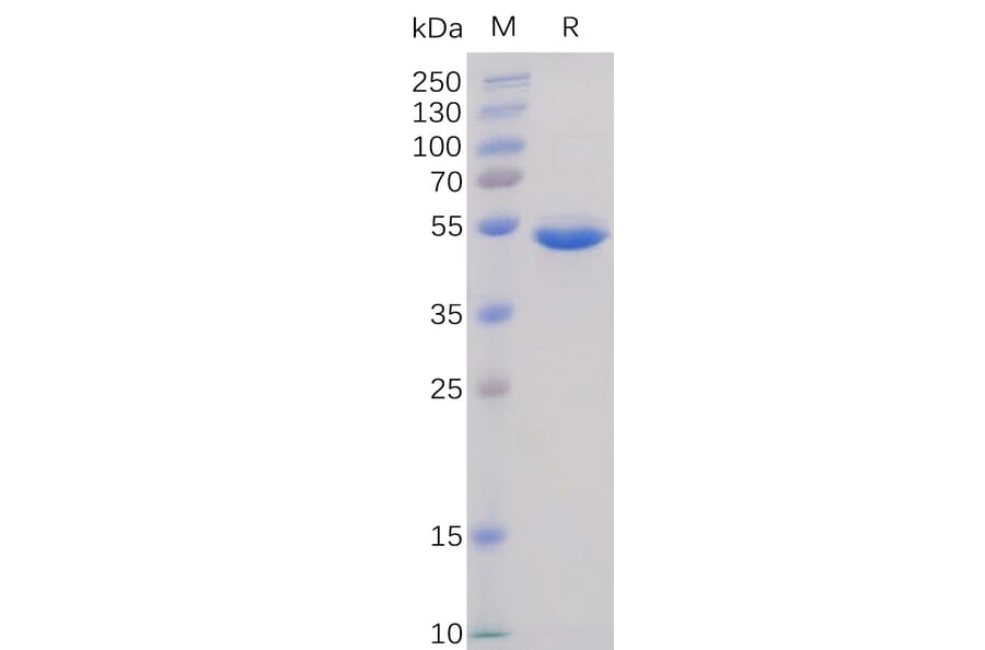 SDS-PAGE - Recombinant Human BAFF Protein (Fc Tag) (A318367) - Antibodies.com