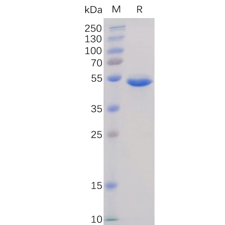SDS-PAGE - Recombinant Human BAFF Protein (Fc Tag) (A318367) - Antibodies.com