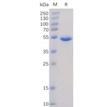 SDS-PAGE - Recombinant Human BAFF Protein (Fc Tag) (A318367) - Antibodies.com
