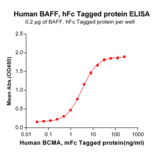 ELISA - Recombinant Human BAFF Protein (Fc Tag) (A318367) - Antibodies.com