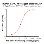 ELISA - Recombinant Human BAFF Protein (Fc Tag) (A318367) - Antibodies.com