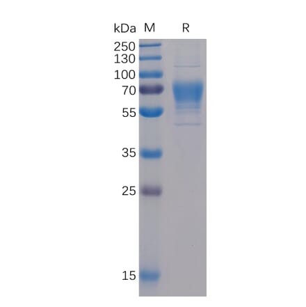 SDS-PAGE - Recombinant Human CD30-L Protein (Fc Tag & 6×His Tag) (A318369) - Antibodies.com