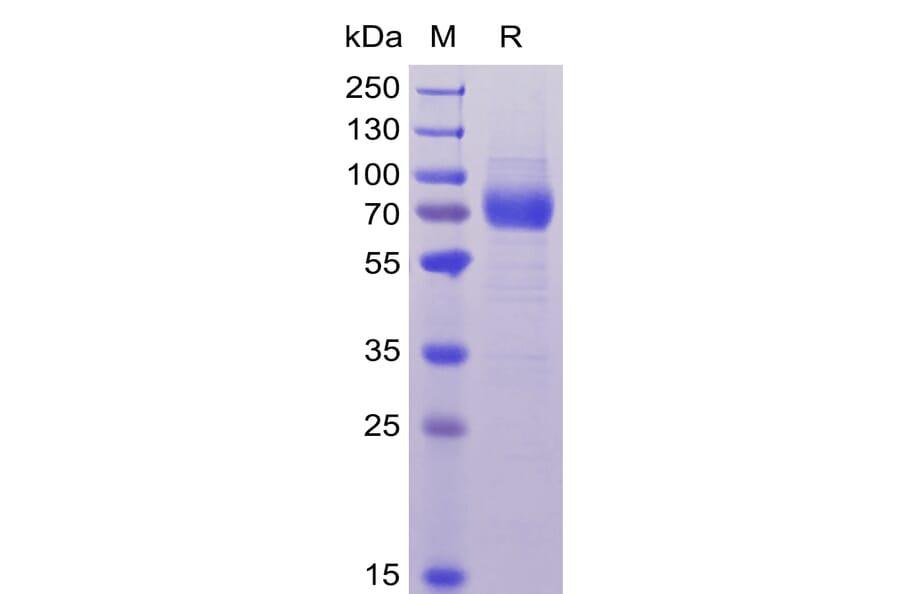 SDS-PAGE - Recombinant Human CD33 Protein (Fc Chimera 6xHis Tag) (A318370) - Antibodies.com