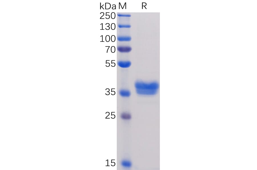 SDS-PAGE - Recombinant Human BCMA Protein (Fc Tag) (A318373) - Antibodies.com