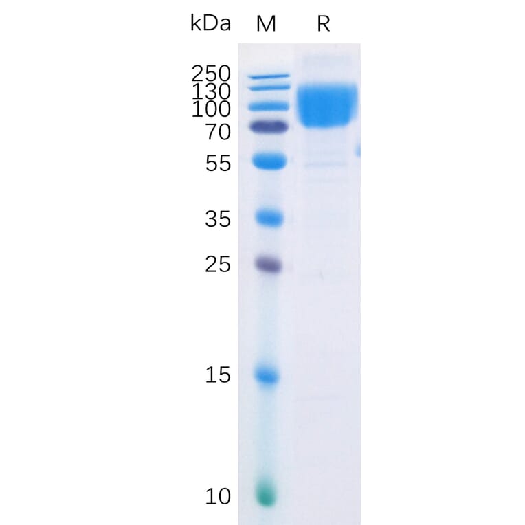 SDS-PAGE - Recombinant Human CD86 Protein (Fc Chimera 6xHis Tag) (A318374) - Antibodies.com