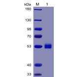 SDS-PAGE - Recombinant Human IL-6 Protein (Fc Chimera 6xHis Tag) (A318376) - Antibodies.com
