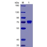SDS-PAGE - Recombinant Human Mesothelin Protein (Fc Chimera 6xHis Tag) (A318377) - Antibodies.com