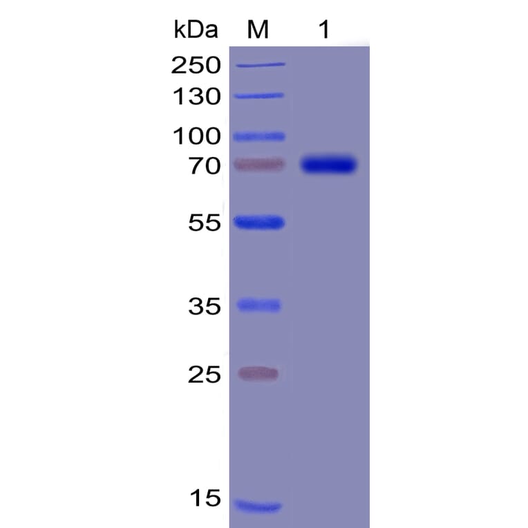 SDS-PAGE - Recombinant Human TIM 3 Protein (Fc Chimera 6xHis Tag) (A318378) - Antibodies.com