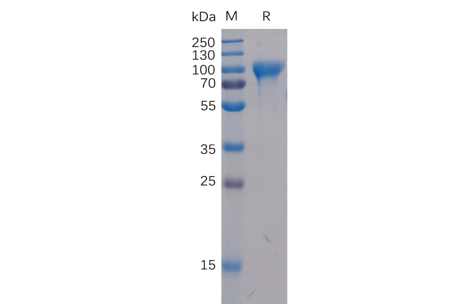 SDS-PAGE - Recombinant Human ICOS Ligand/ICOSL Protein (Fc Chimera 6xHis Tag) (A318379) - Antibodies.com