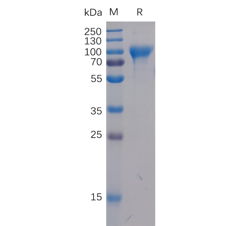 SDS-PAGE - Recombinant Human ICOS Ligand/ICOSL Protein (Fc Chimera 6xHis Tag) (A318379) - Antibodies.com