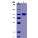 SDS-PAGE - Recombinant Human Poliovirus Receptor/PVR Protein (Fc Chimera 6xHis Tag) (A318381) - Antibodies.com