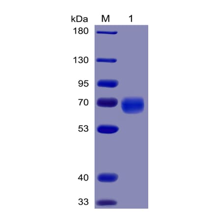 SDS-PAGE - Recombinant Human PD1 Protein (Fc Chimera 6xHis Tag) (A318383) - Antibodies.com