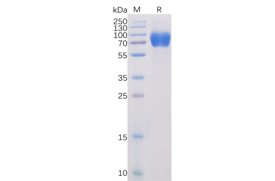 SDS-PAGE - Recombinant Human SLAM/CD150 Protein (Fc Chimera 6xHis Tag) (A318384) - Antibodies.com