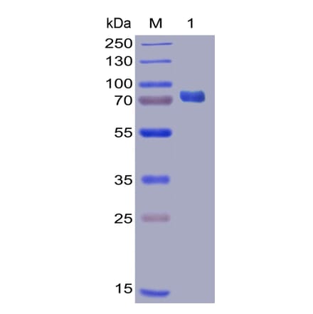 SDS-PAGE - Recombinant Human PD-L1 Protein (Fc Chimera 6xHis Tag) (A318385) - Antibodies.com