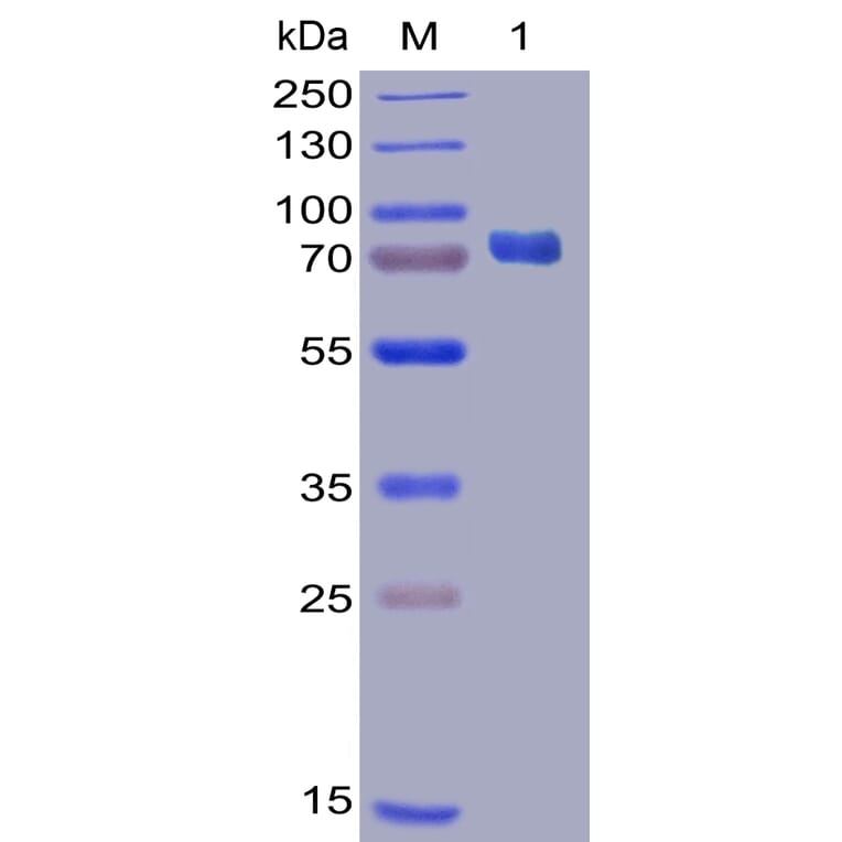 SDS-PAGE - Recombinant Human PD-L1 Protein (Fc Chimera 6xHis Tag) (A318385) - Antibodies.com