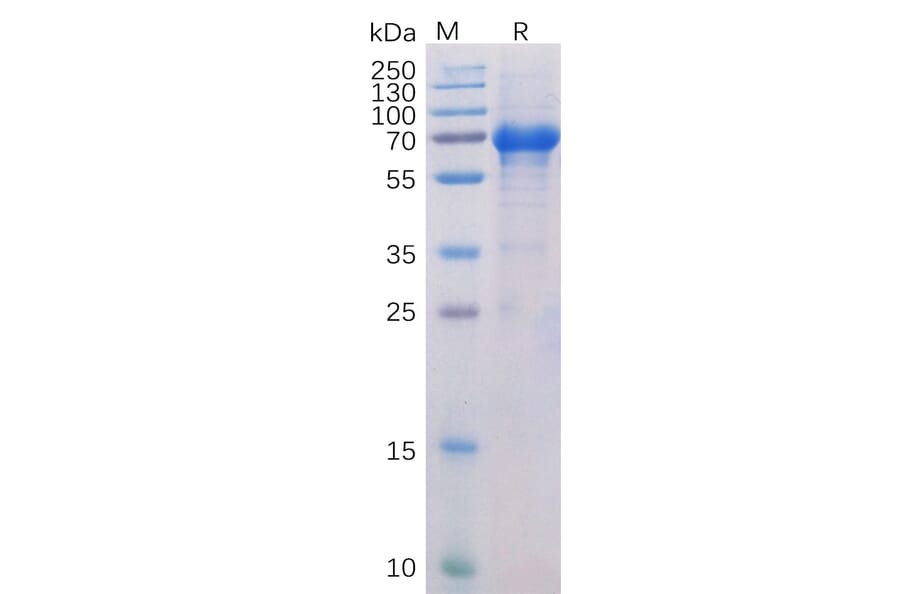SDS-PAGE - Recombinant Human CD134/OX40L Receptor Protein (Fc Chimera 6xHis Tag) (A318386) - Antibodies.com