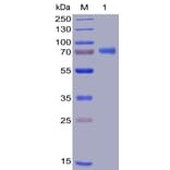 SDS-PAGE - Recombinant Human OX40L/TNFSF4 Protein (Fc Tag & 6×His Tag) (A318387) - Antibodies.com