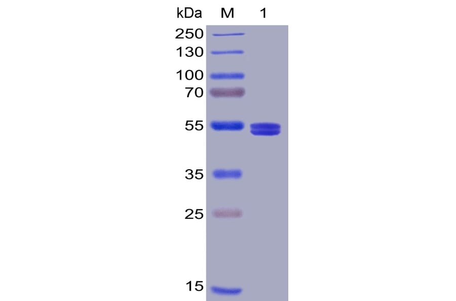 SDS-PAGE - Recombinant Human TNFSF18/GITRL Protein (Fc Tag & 6×His Tag) (A318388) - Antibodies.com