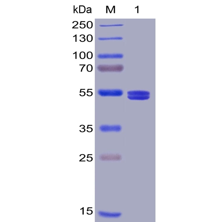SDS-PAGE - Recombinant Human TNFSF18/GITRL Protein (Fc Tag & 6×His Tag) (A318388) - Antibodies.com