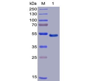 SDS-PAGE - Recombinant Human GITR Protein (Fc Chimera 6xHis Tag) (A318389) - Antibodies.com