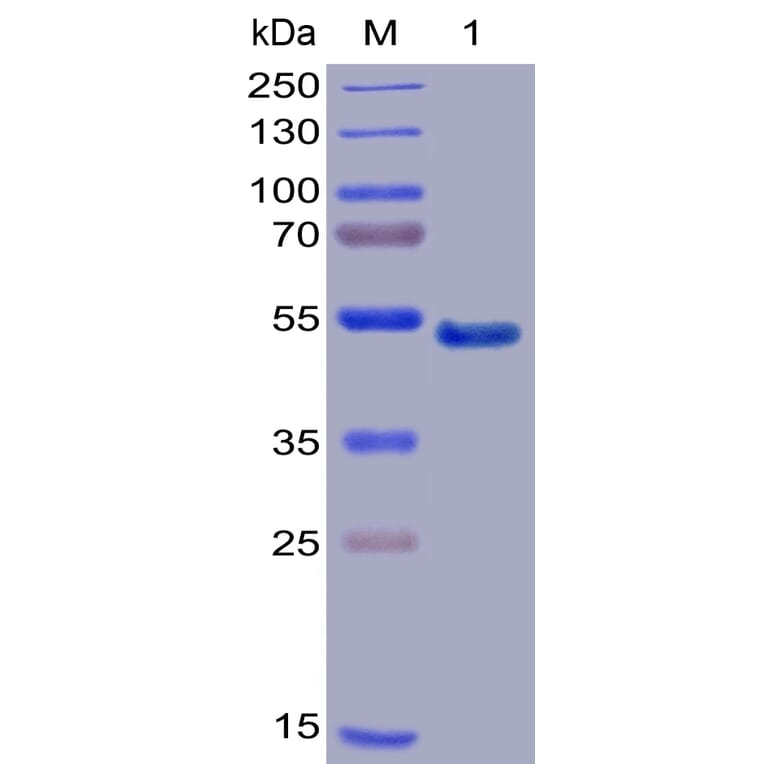 SDS-PAGE - Recombinant Human GITR Protein (Fc Chimera 6xHis Tag) (A318389) - Antibodies.com