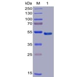 SDS-PAGE - Recombinant Human GITR Protein (Fc Chimera 6xHis Tag) (A318389) - Antibodies.com