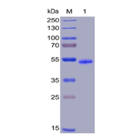 SDS-PAGE - Recombinant Human GITR Protein (Fc Chimera 6xHis Tag) (A318390) - Antibodies.com
