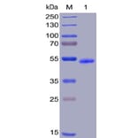 SDS-PAGE - Recombinant Human GITR Protein (Fc Chimera 6xHis Tag) (A318390) - Antibodies.com