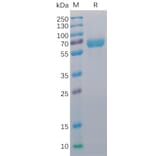 SDS-PAGE - Recombinant Human CD48 Protein (Fc Chimera 6xHis Tag) (A318392) - Antibodies.com