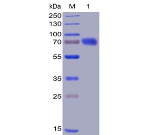 SDS-PAGE - Recombinant Human CD28 Protein (Fc Chimera 6xHis Tag) (A318394) - Antibodies.com