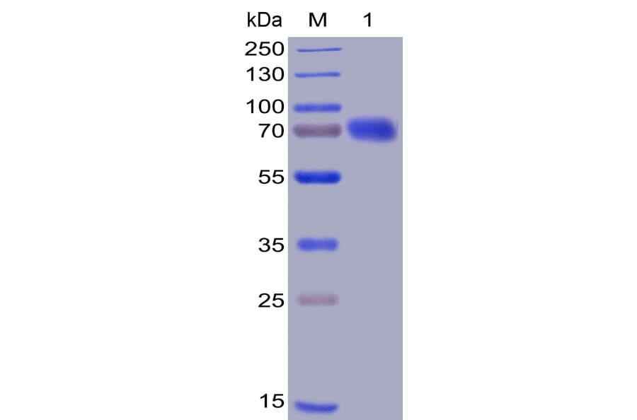 SDS-PAGE - Recombinant Human CD28 Protein (Fc Chimera 6xHis Tag) (A318394) - Antibodies.com