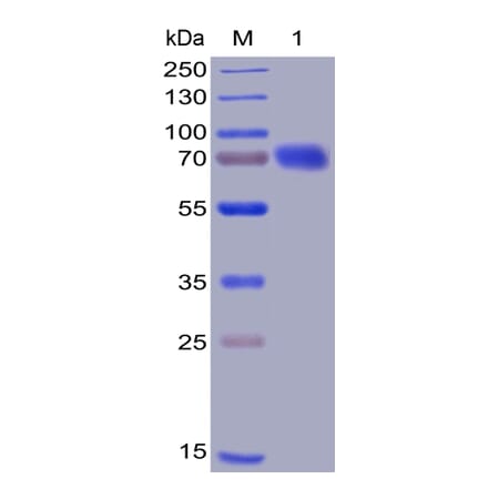 SDS-PAGE - Recombinant Human CD28 Protein (Fc Chimera 6xHis Tag) (A318394) - Antibodies.com