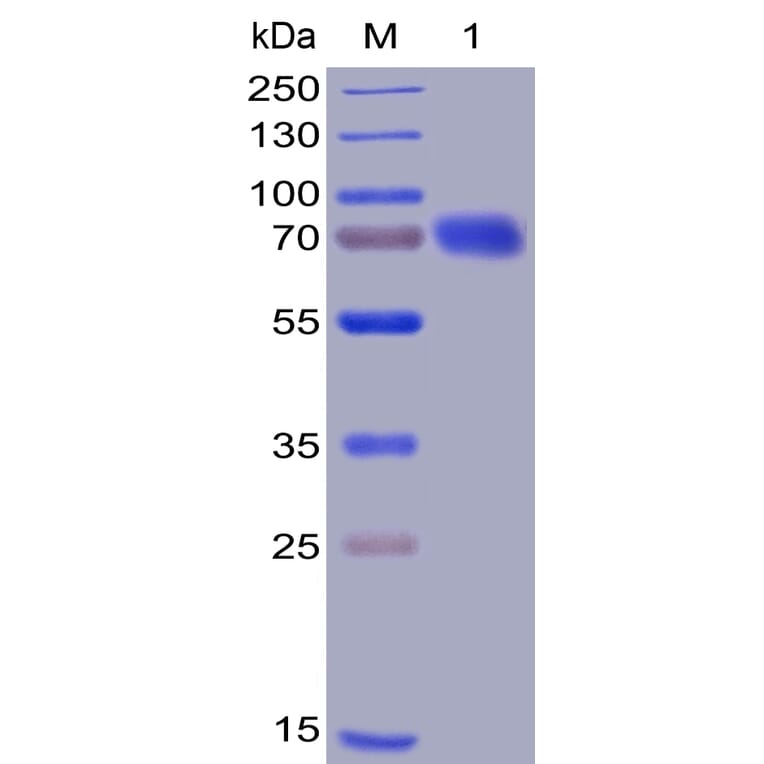 SDS-PAGE - Recombinant Human CD28 Protein (Fc Chimera 6xHis Tag) (A318394) - Antibodies.com