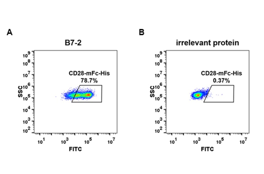 Flow Cytometry - Recombinant Human CD28 Protein (Fc Chimera 6xHis Tag) (A318394) - Antibodies.com