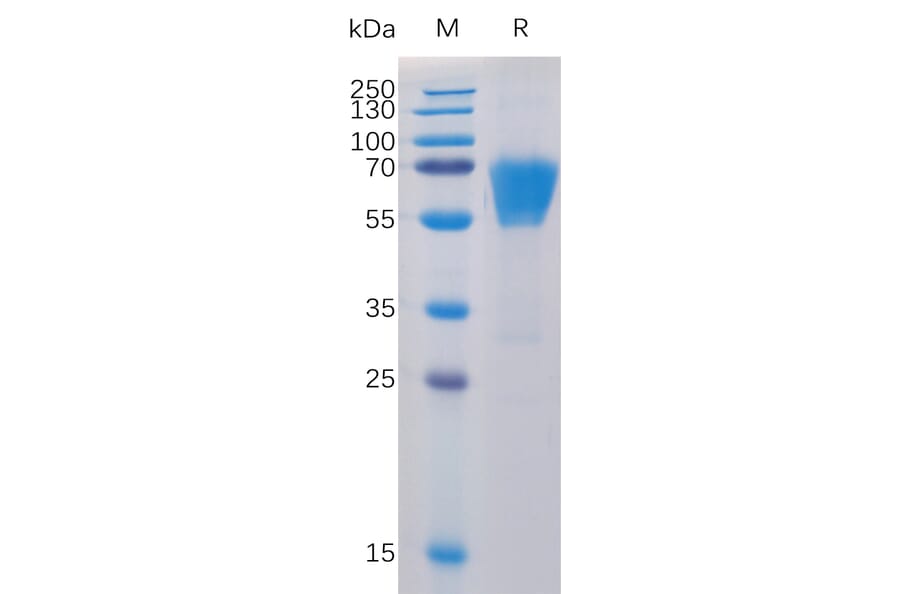 SDS-PAGE - Recombinant Human CD27 Protein (Fc Chimera 6xHis Tag) (A318395) - Antibodies.com