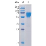 SDS-PAGE - Recombinant Human CD27 Protein (Fc Chimera 6xHis Tag) (A318395) - Antibodies.com