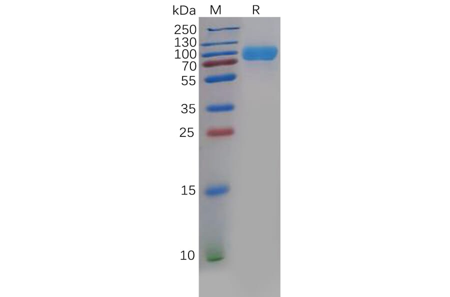 SDS-PAGE - Recombinant Human CD276 Protein (Fc Chimera 6xHis Tag) (A318396) - Antibodies.com